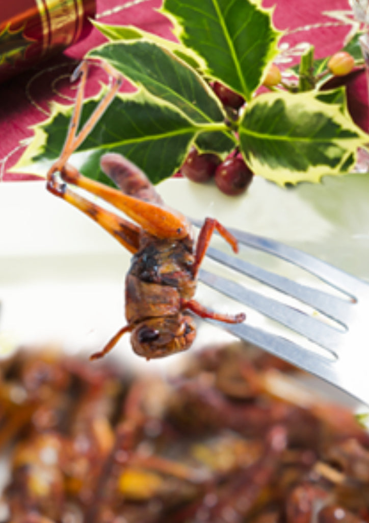 Eat insects at Xmas