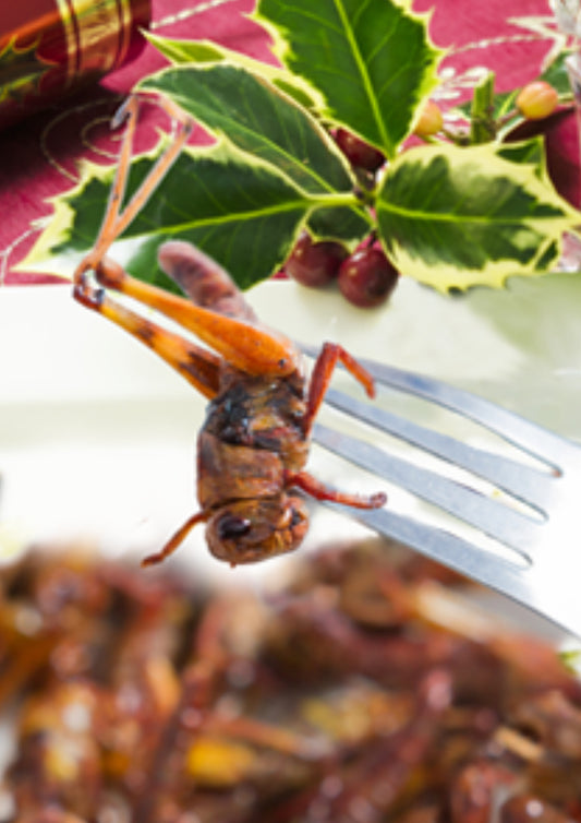 Eat insects at Xmas